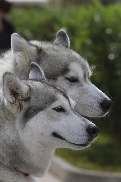 Tsjecho-Slowaakse wolfhond — Stockfoto