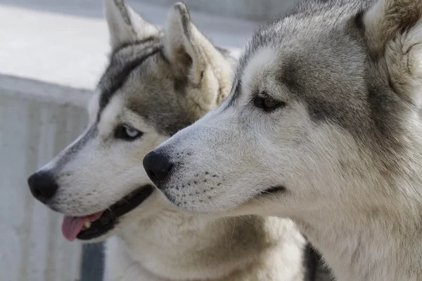 Cane lupo cecoslovacco — Foto Stock