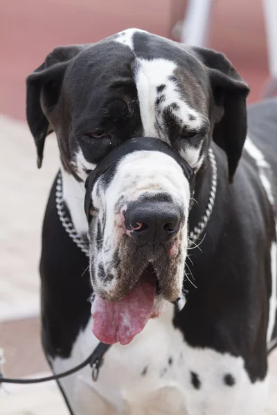 Grande cão dinamarquês — Fotografia de Stock