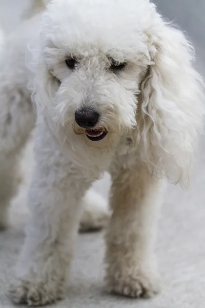 Lindo caniche — Foto de Stock