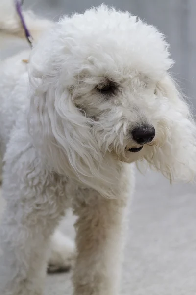 Cute poodle — Stock Photo, Image