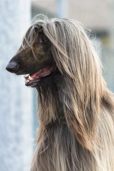 Afghan hound — Stock Photo, Image