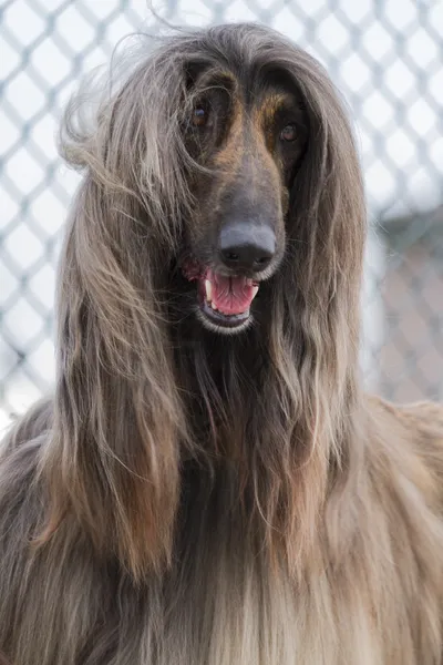 Afghan hound — Stock Photo, Image