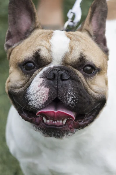 Bulldog. — Fotografia de Stock