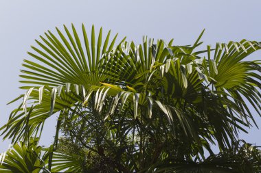 Yaz aylarında Bahçe