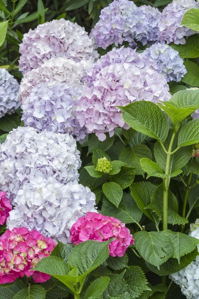 Hortensias en el jardín — Foto de Stock