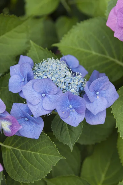 Hortensias en el jardín — Foto de Stock