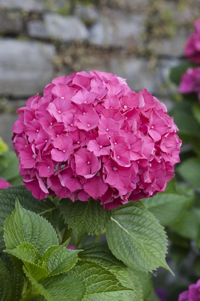 Hortensias en el jardín — Foto de Stock