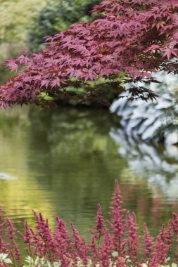 lakescape yansıması ile çiçek