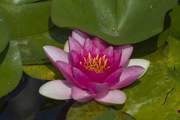 Waterlily in the lake — Stock Photo, Image