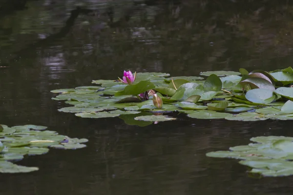 Водяна лілія в озері — стокове фото