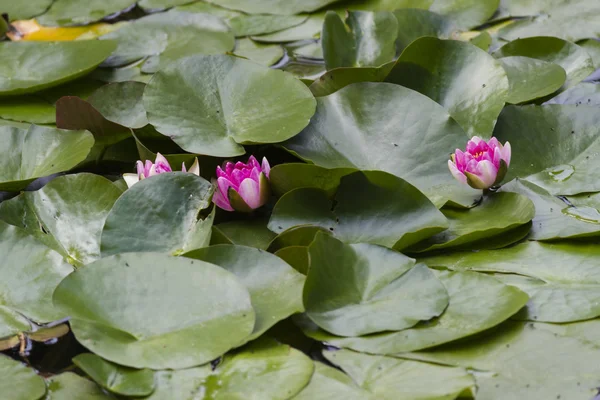 Waterlelie in het meer — Stockfoto