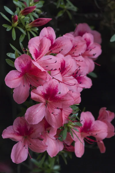 Flower in the garden — Stock Photo, Image