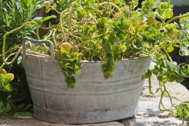 Vazodaki çiçekler.