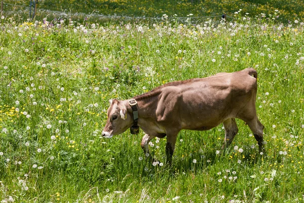 Αγελάδες στο λιβάδι — Φωτογραφία Αρχείου