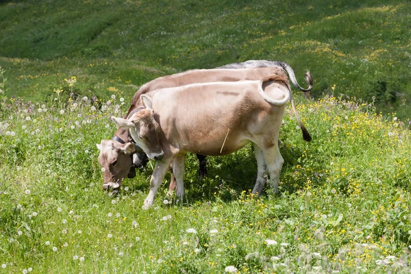 Krávy na louce — Stock fotografie