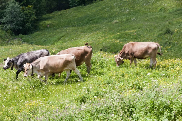 Cows in the meadow — Stock Photo, Image