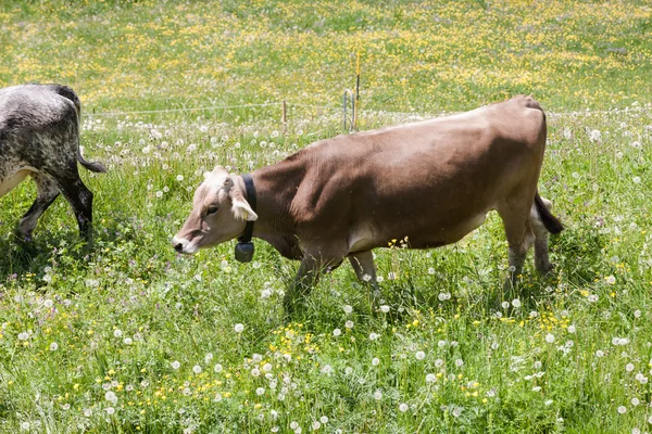 Vaches dans la prairie — Photo