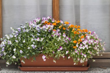 Vazodaki çiçekler.