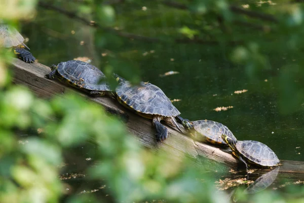Черепаха на озере — стоковое фото