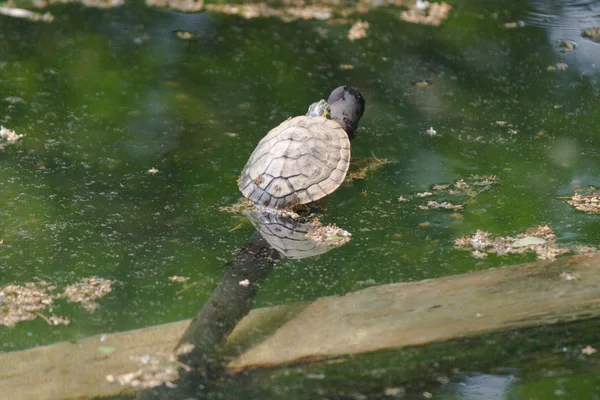 Tortue sur le lac — Stok fotoğraf