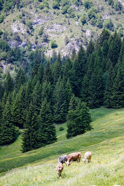 Dağ manzarası — Stok fotoğraf