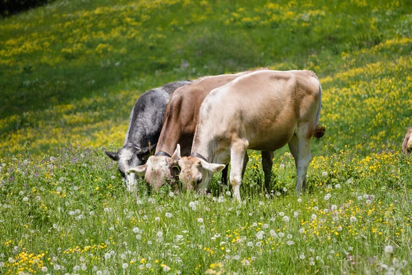 Vaches dans la prairie — Photo