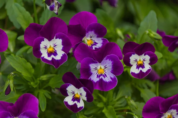 Květina v zahradě — Stock fotografie