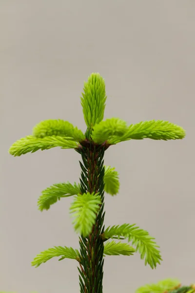 Pine in the forest — Stock Photo, Image