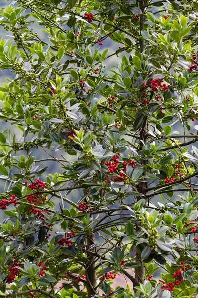 庭の赤い果実 — ストック写真