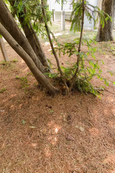 Tree in the forest — Stock Photo, Image