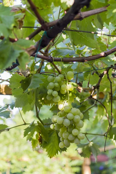 Druva och vingård på våren — Stockfoto