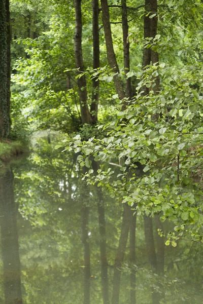 Fiume nella foresta — Foto Stock