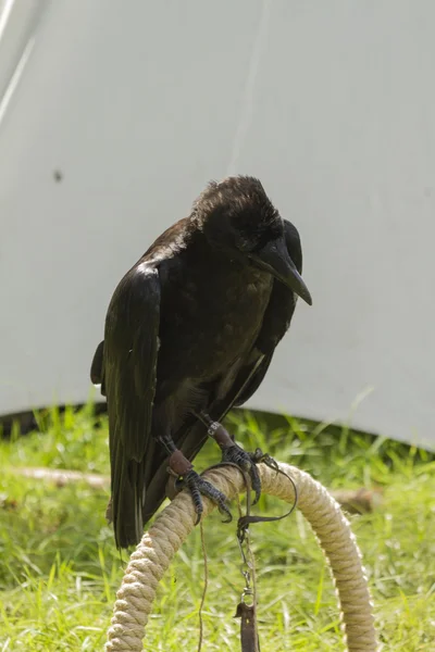 Cuervo parlante — Foto de Stock