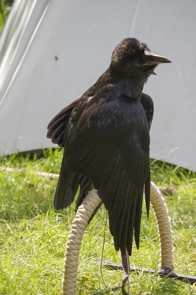 Cuervo parlante — Foto de Stock