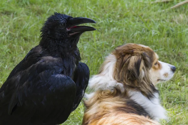 Cuervo y perro — Foto de Stock