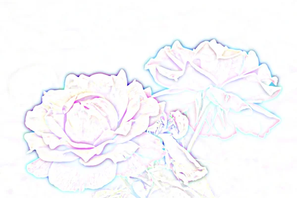 Анотація троянд — стокове фото