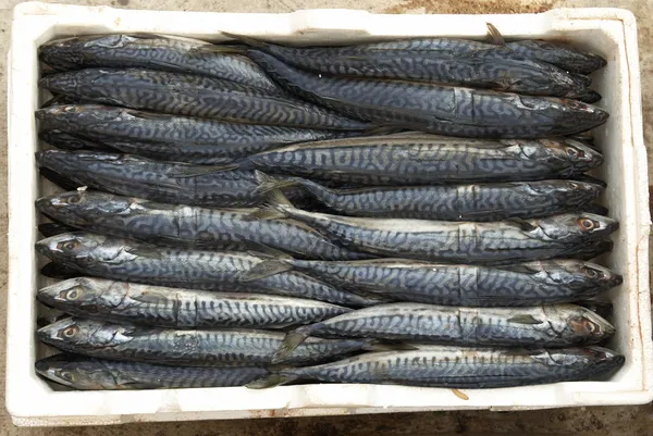 Fresh mackerel in box — Stock Photo, Image