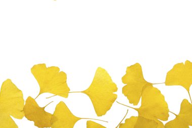 sonbahar GINKO yaprakları