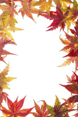 Sonbahar akçaağaç yaprakları