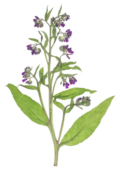 紫草科植物-聚合铁皮石斛 — 图库照片