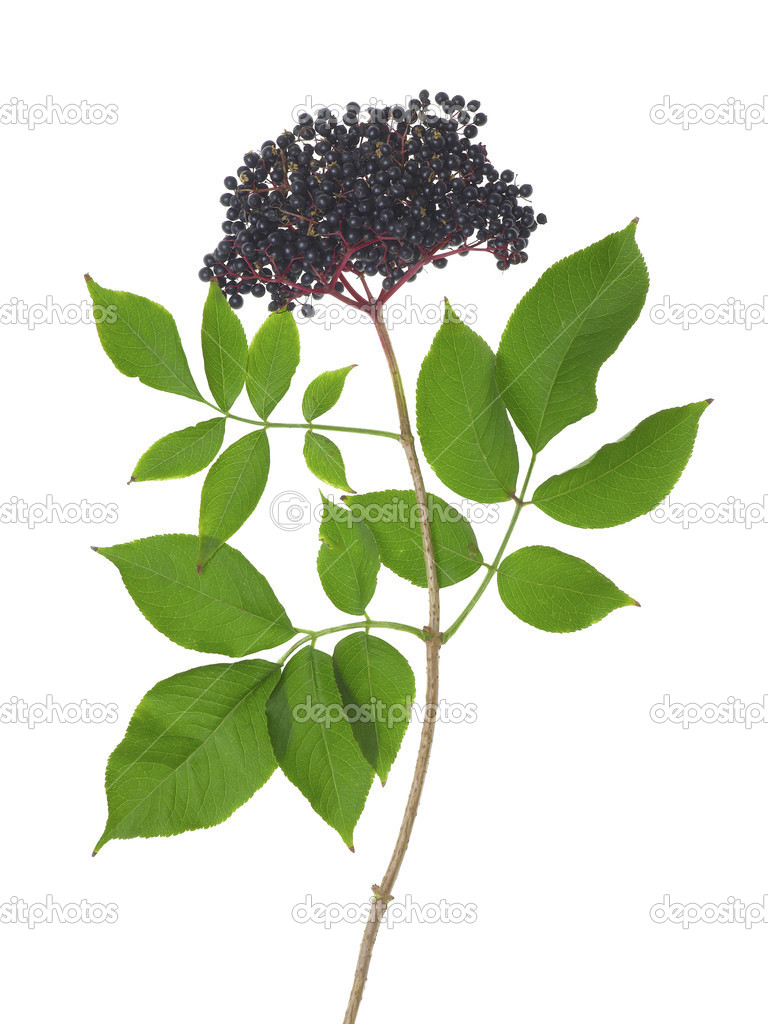 Black elder - Sambucus nigra