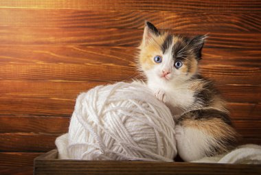Tahta bir arka planda küçük bir kedi yavrusu ve yün ipliklerden oluşan büyük bir top.