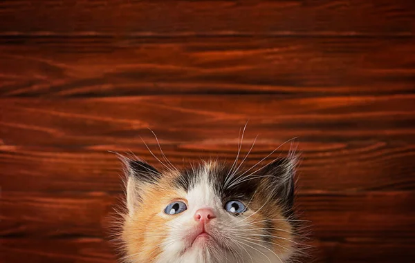 Jeden Mały Kotek Drewnianym Tle — Zdjęcie stockowe