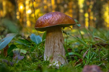 Yazın sonunda ormandaki çimlerde beyaz mantar