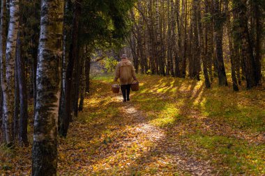 Bir mantar toplayıcısı sonbahar ormanından gün batımında sepetlerle mantar topluyor.