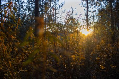 Bataklıkta gün batımı yabani biberiye dalları ve kızılcıklı kıç çorapları arasında