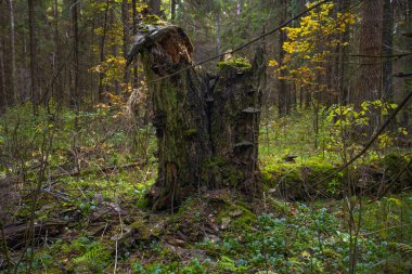 Çalılıklarda ormanın elementleri, günbatımında ladin ormanı.