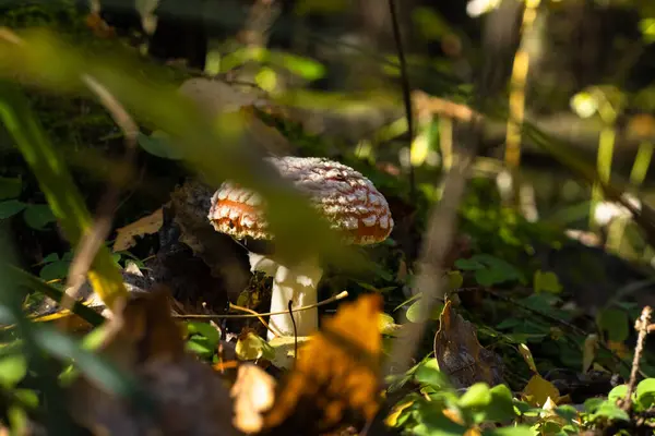 Gombák Erdőben Nyár Végén — Stock Fotó