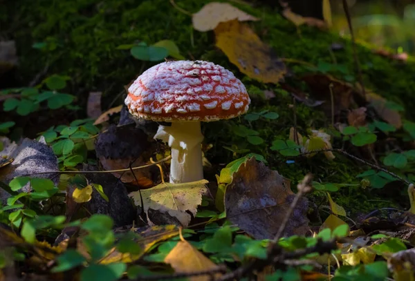 Funghi Nella Foresta Alla Fine Dell Estate — Foto Stock